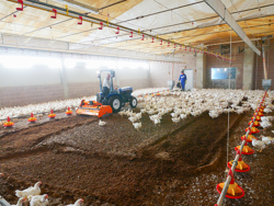 grondfrees voor het hakken en mengen van het strooisel van pluimveebedrijven en koeienstallen pavo 120