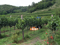klepelmaaier 100 cm met zijdelingse verschuiving lichte uitvoering mod.  lince sp100